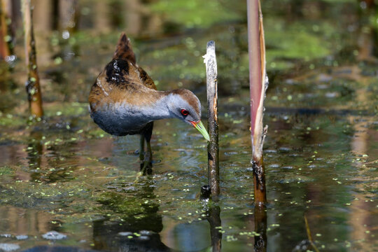 Little crake - male // Kleines Sumpfhuhn, Kleinsumpfhuhn - M&auml;nnchen (Zapornia parva / Porzana parva)