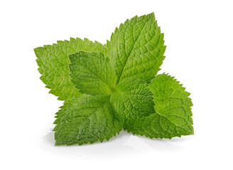 Green brandy mint leaves. Fresh aromatic herbs ingredient for mojito and refreshing cocktails or tea drink. Organic natural plant leaf. Isolated on white background