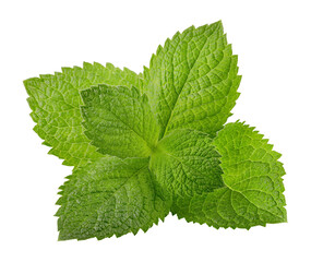 Green brandy mint leaves. Fresh aromatic herbs ingredient for mojito and refreshing cocktails or tea drink. Organic natural plant leaf. Isolated. PNG. - 685021914