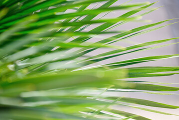 Green leaf of palm tree.