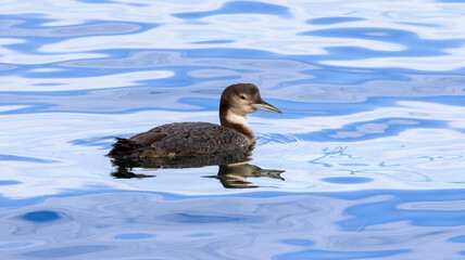 A female loon on the water in Monterey, CA