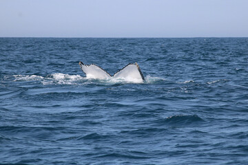 View of whale's tail breaching above water showing water splashes