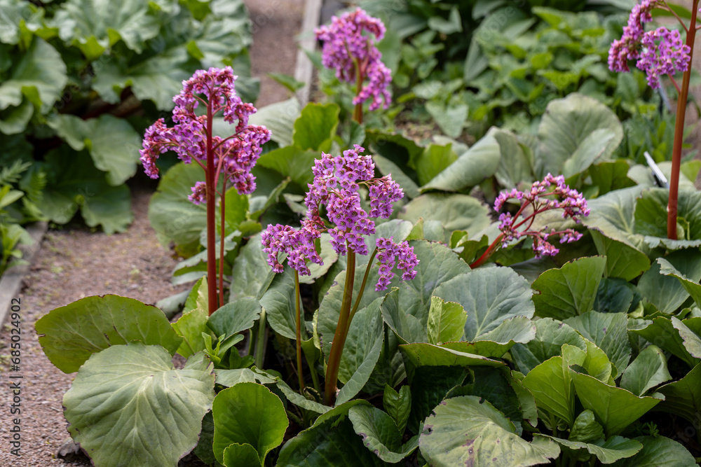 Wall mural Green leaves and pink flower bergenia crassifolia