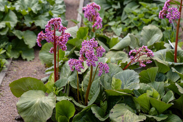 Green leaves and pink flower bergenia crassifolia