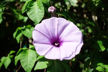 Ipomoea nil.