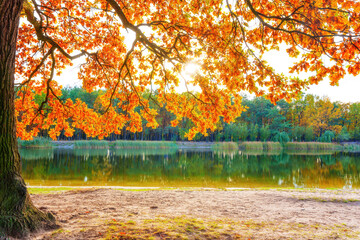 Autumn Lake Through Mighty Oak