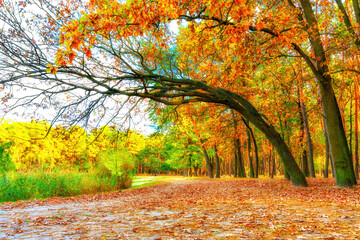 Autumn Path Beneath Bent Oaks