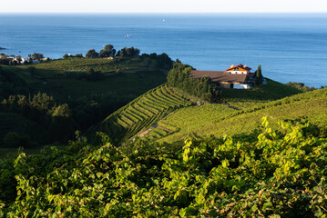 Txakoli white wine vineyards, Getaria in Basque Country, Spain - 685027780