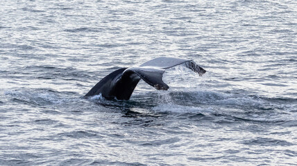 Humpback Whale Fins coming out of the water