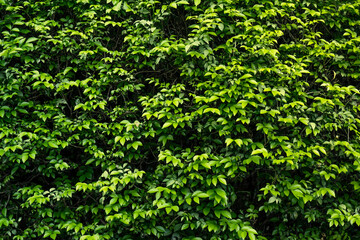 Obraz premium Green tropical leaf