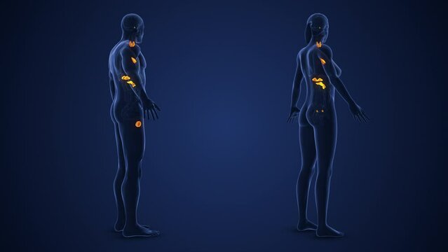 Male and Female Endocrine System