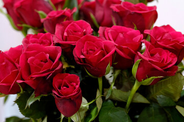 Closeup of beautiful Pink / Red color Indian rose flower and plant in a house garden at Pune