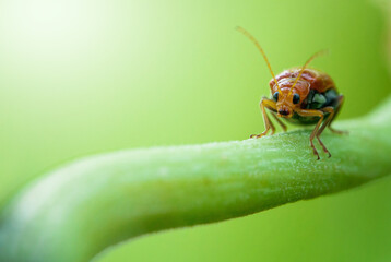 bug on leaf
