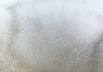 White cat fur background or texture