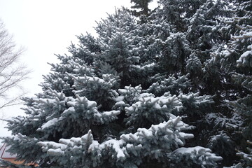 Crown of Colorado blue spruce covered with snow in January