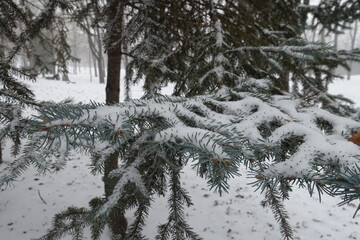 Shoots of Colorado blue spruce covered with snow in December