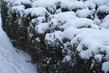 Bushes of common boxwood covered with snow in January