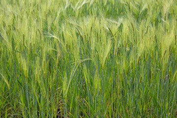 Barley field in Pardo Troje, Ecuador - obrazy, fototapety, plakaty