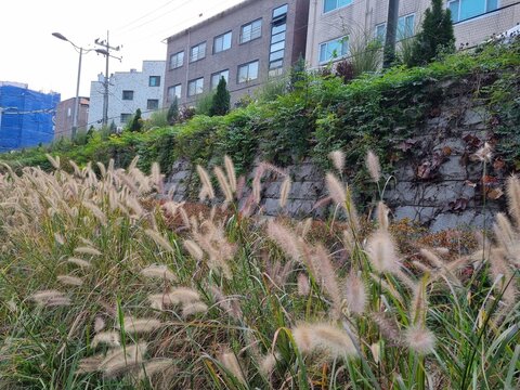  foxtails