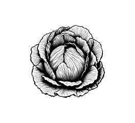 cabbage hand drawn vector graphic asset 