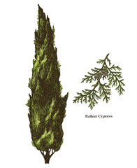 Italian cypress tree with branch vector