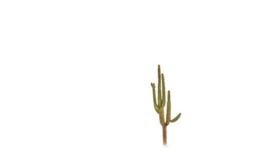 Aesthetic Cactus Harmony On transparent background
