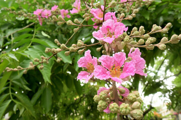 Pink flower with green leaves