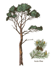 Scots pine and branch hand drawn vector