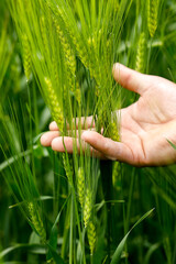 Client of a microfinance institution in his barley field in Solcani, Moldova