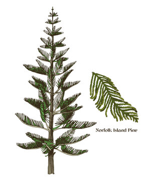 Norfolk Island pine tree with branch vector