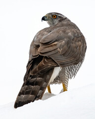 Northern goshawk in the snow, isolated in white background