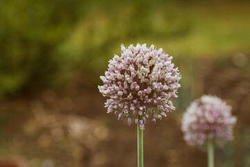 Budding spring onion after a refreshing rain