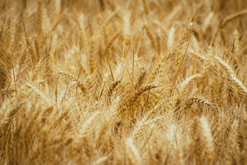 Wheat ears, field of wheat in the summer