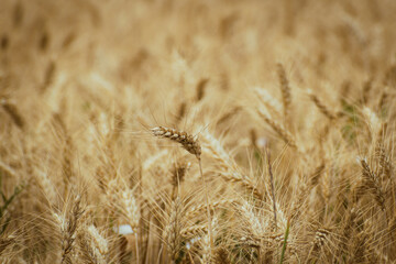Wheat ears, field of wheat in the summer