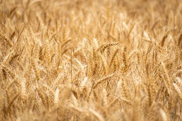Wheat ears, field of wheat in the summer