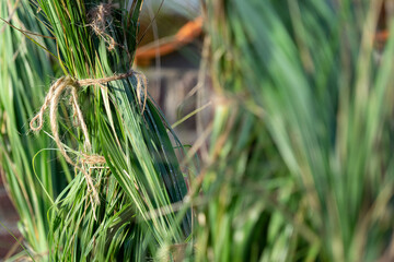 Seasonal gardening: Preparing pampas grass for the winter by bundling it up
