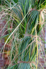 Seasonal gardening: Preparing pampas grass for the winter by bundling it up