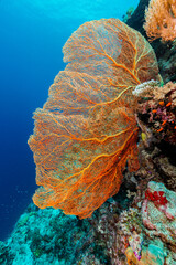 Wide Angle Underwater shot of bright orange sea fan and coral reef