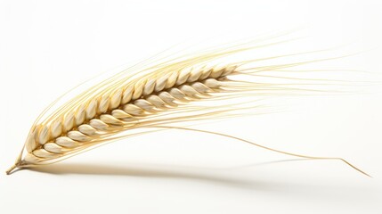 Ear of wheat spikelet on white background,spikelets with wheat on a white background