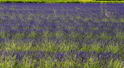 Landscape with lavender field near Roussillon, Provence, France