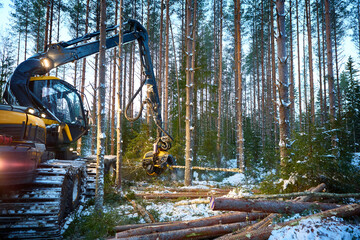 Forest harvester felling a pine tree.