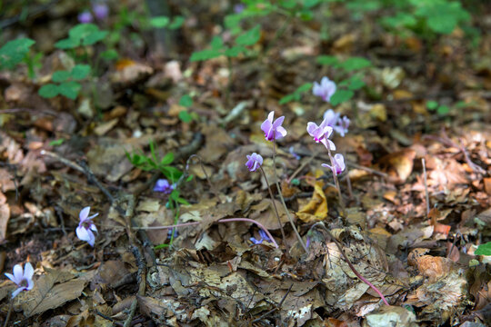Close up of a autumn Cyclamen flowers in the woods. Cyclamen cilicium is a species of flowering perennial plant in the family Primulaceae. Prolom, Serbia.