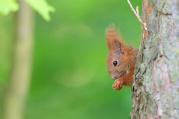 Red squirrel with nut on a tree