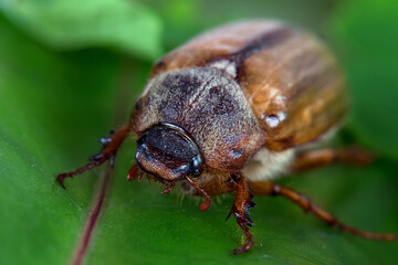 Beetle bug on a leaf