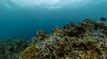 Naklejka na ściany i meble Tropical fish and coral reefs under the sea. Underwater background.
