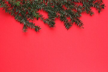 Green spruce branch on red background with copy space. Christmas tree decoration. New year, winter holiday card. Fir, pine twig. Promotion of the poster sale or percent discount in the store