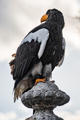vulture perched on stone