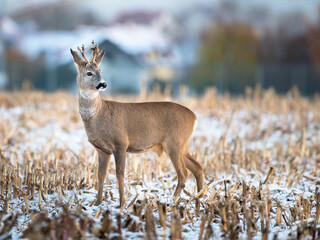 a young roebuck stands on a snowy field in winter