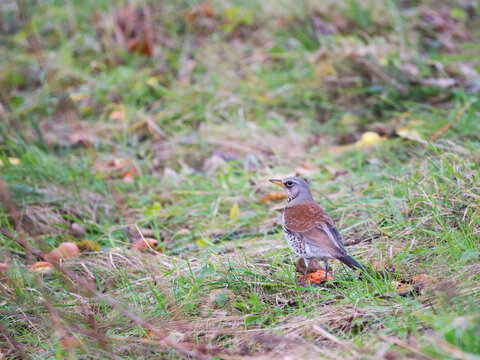 Song thrush in autumn on a meadow looking for apples