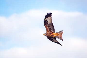 Hawk in the flight